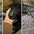 Horor kod Zagreba, pse držali u groznim uvjetima. Uhitili ženu (47): Našli smo leševe životinja