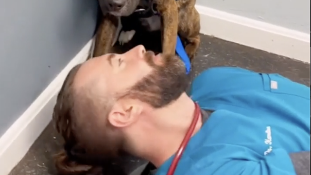 Novi Dr. Dolittle: U manje od tri minute potpuno preobratio uplašenog psa