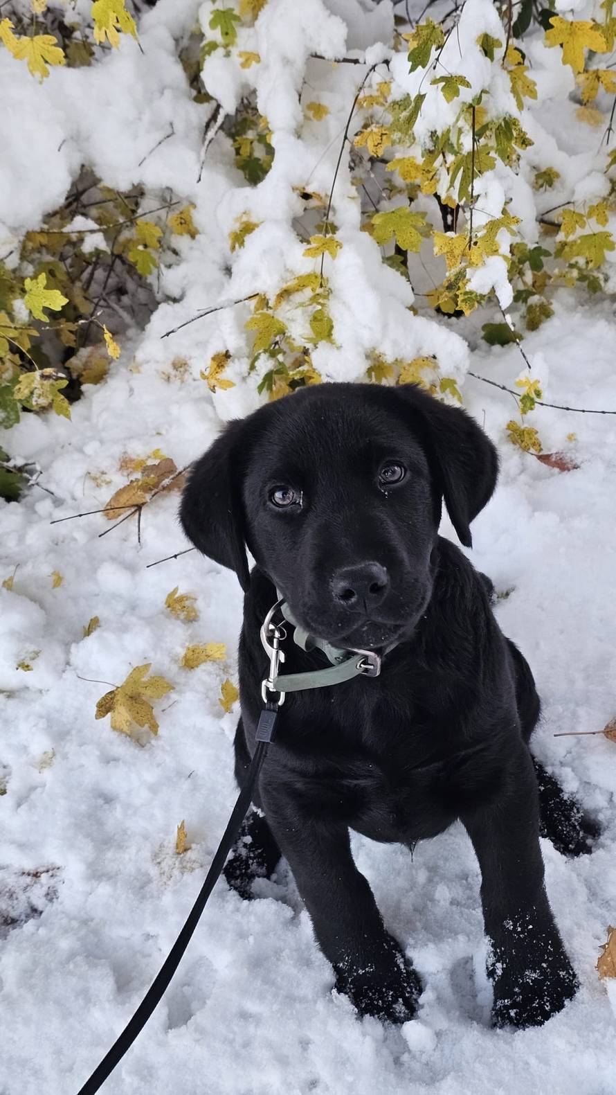 Općinska komunalka sama 'izlopatala' snijeg sa staze: 'Nema nikakve drame u tome'