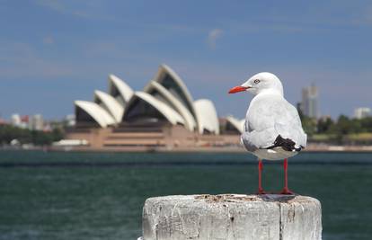 Večera u operi u Sydneyu odvija se uz pse koji tjeraju galebove