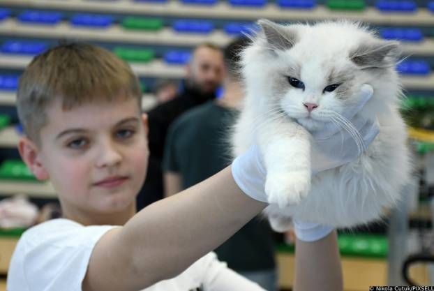 Otvorena revijalna izložba mačaka u Sisku 