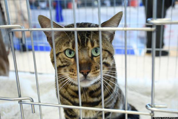 Otvorena revijalna izložba mačaka u Sisku 