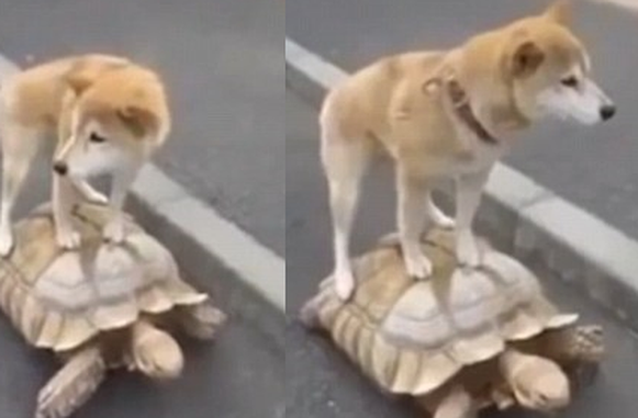 Kakva lijenčina: Pas se 'bez pardona' provozao na kornjači