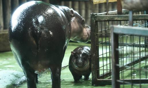 FOTO Prekrasne vijesti iz ZG Zoo-a: Stigla beba vodenkonj