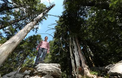 Najstarije stablo u Hrvatskoj: Goranska tisa ima 2000 godina