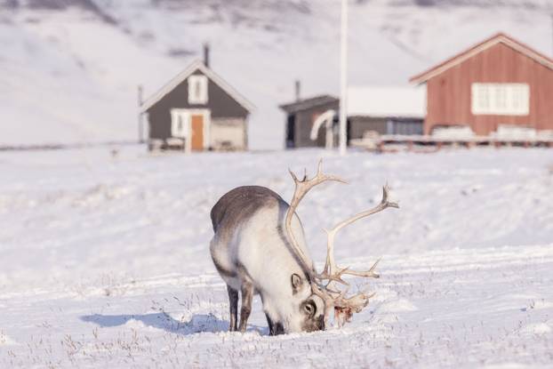 Sobovi na periferiji Longyearbyena, najsjevernijeg naselja na svijetu 