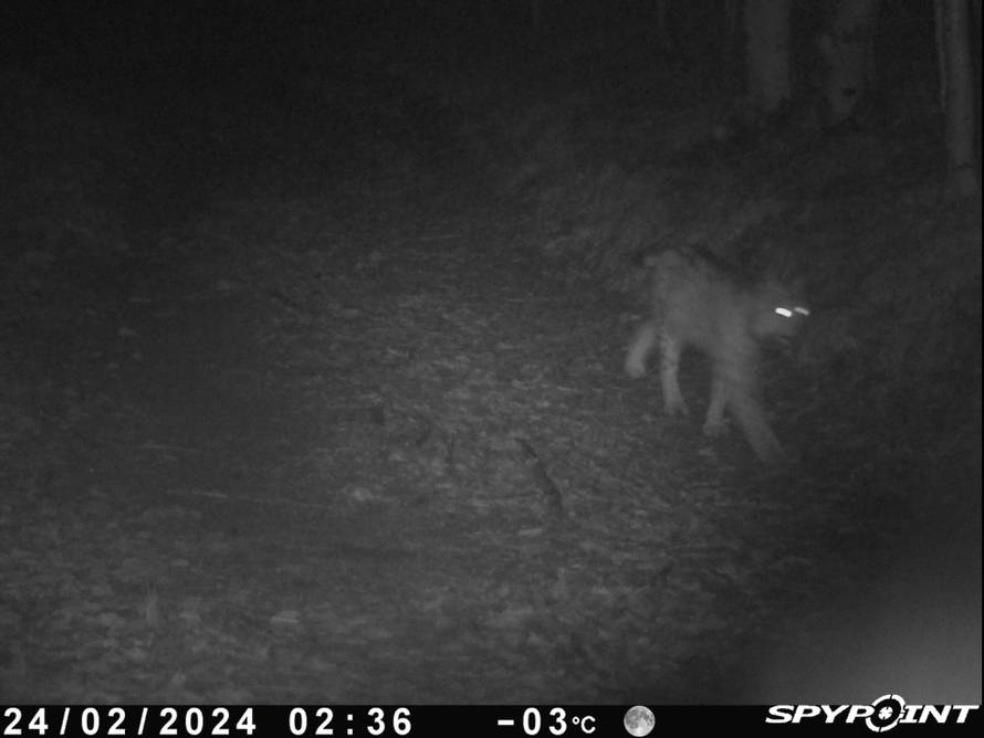 Na Učki snimili risa, nije ga bilo preko 40 godina: 'Velika zvijer'