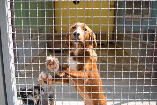 U azilu u Dumovcu obilježen Međunarodni dan nezbrinutih životinja