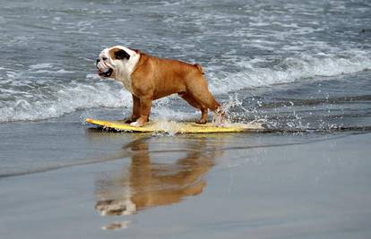 Psi surferi pokazali kako ukrotiti velike valove