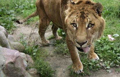 Lagar - križanac lava i tigra u njemačkom Zoo-u