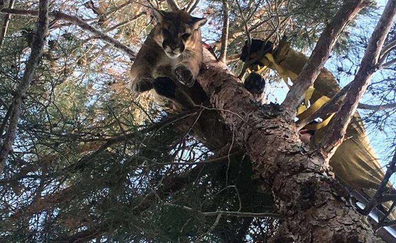 'Halo, trebam pomoć, možete li doći? Na drvetu mi je - puma!'