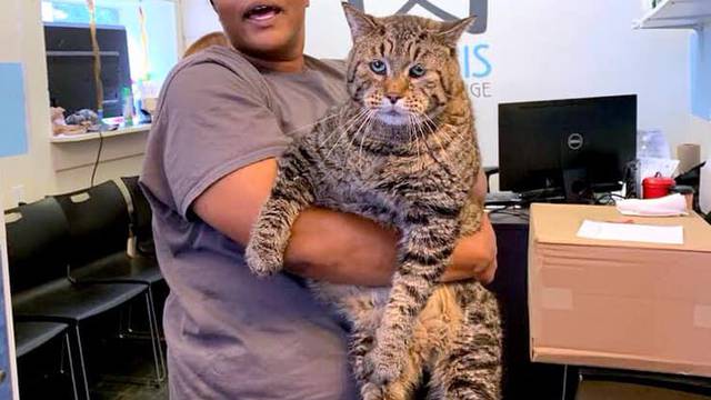 Divovska mačka koja teži čak 12 kilograma 'srušila' internet
