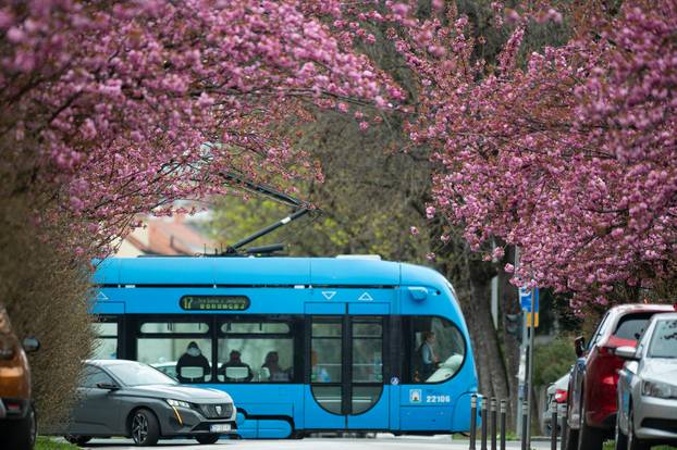 24sata Zagreb: Japanske trešnje u Ulici Bogoslava Šuleka