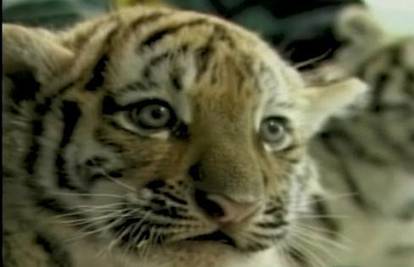 Okotila se dva rijetka primjerka sibirskog tigra