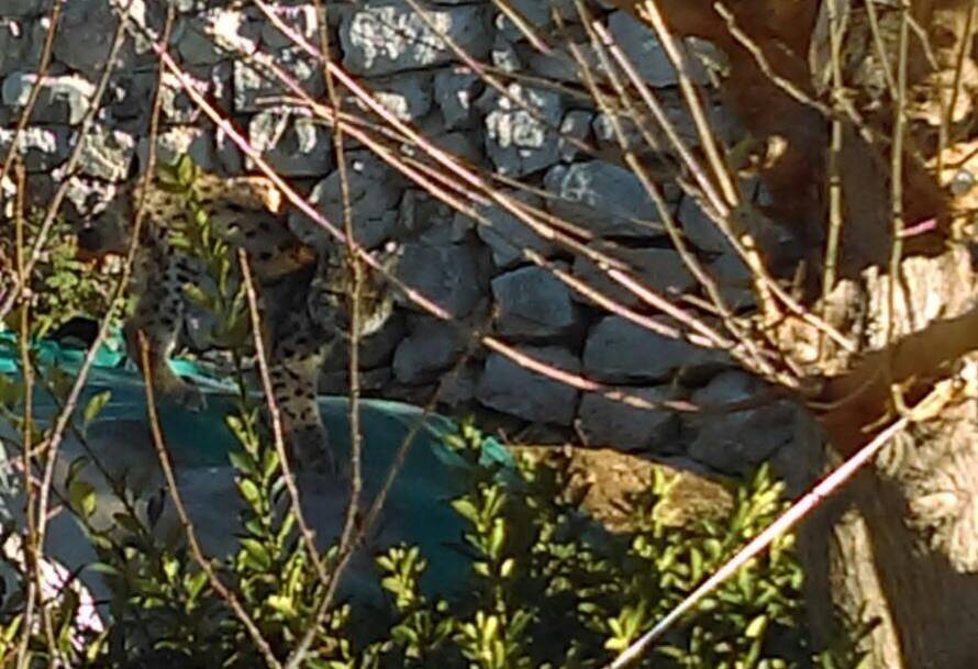 Izgubio je majku: Mali uplašeni ris luta primorskim mjestom