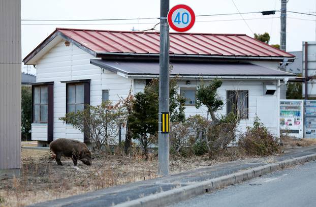 Wild boar is seen at a residential area in an evacuation zone near TEPCO