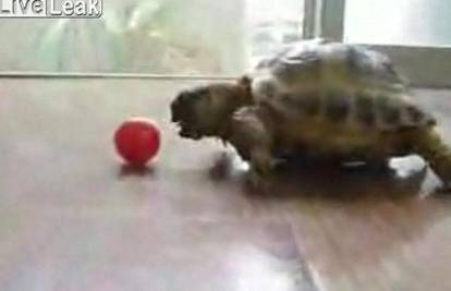 Malena kornjača pokušava uloviti još manju rajčicu