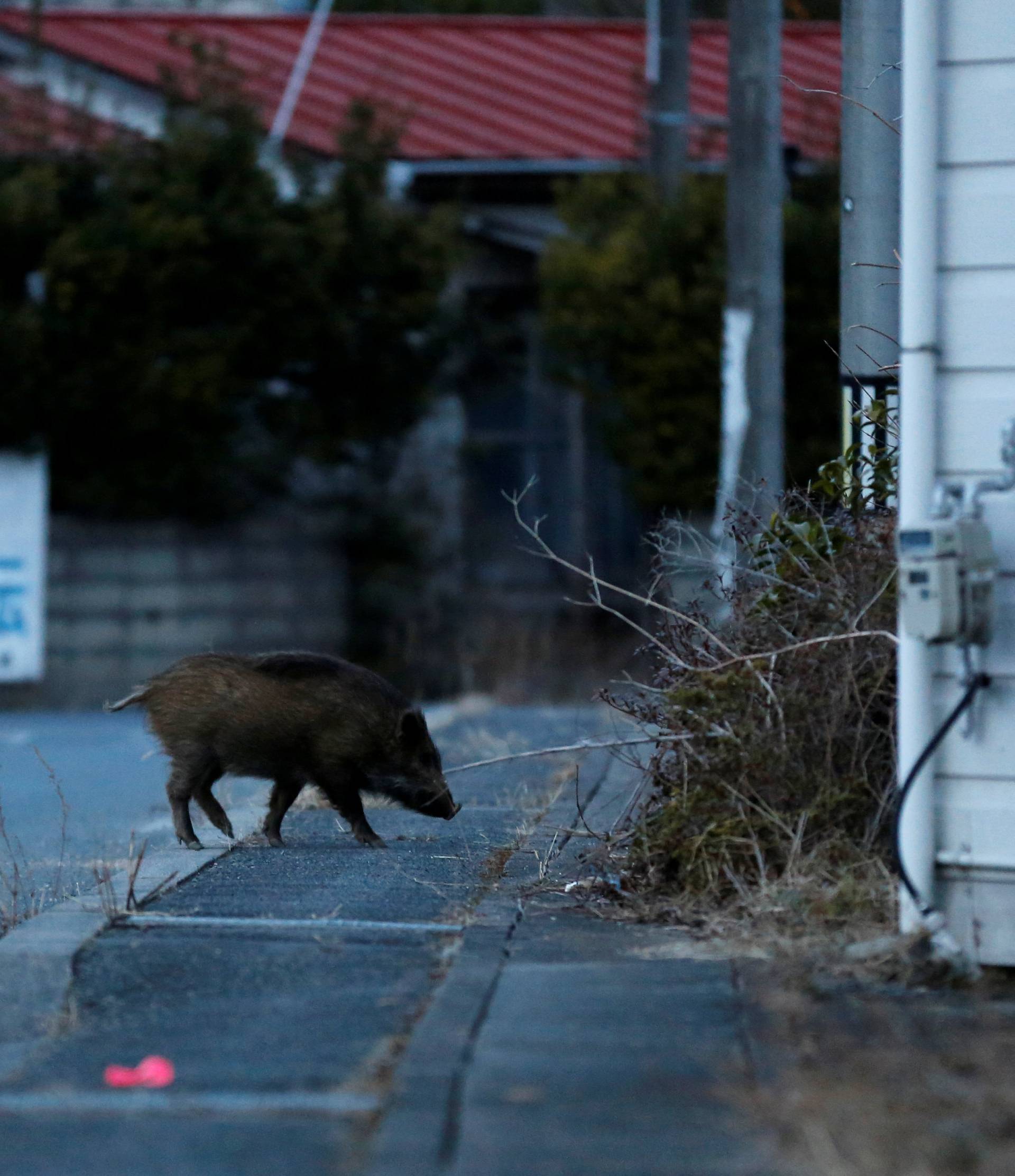 Wild boar walks on a street at a residential area in an evacuation zone near TEPCO's tsunami-crippled Fukushima Daiichi nuclear power plant in Namie town
