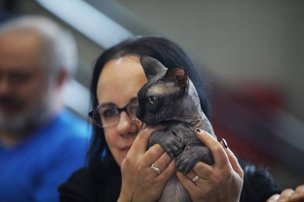 Rijeka: Međunarodna izložba mačaka