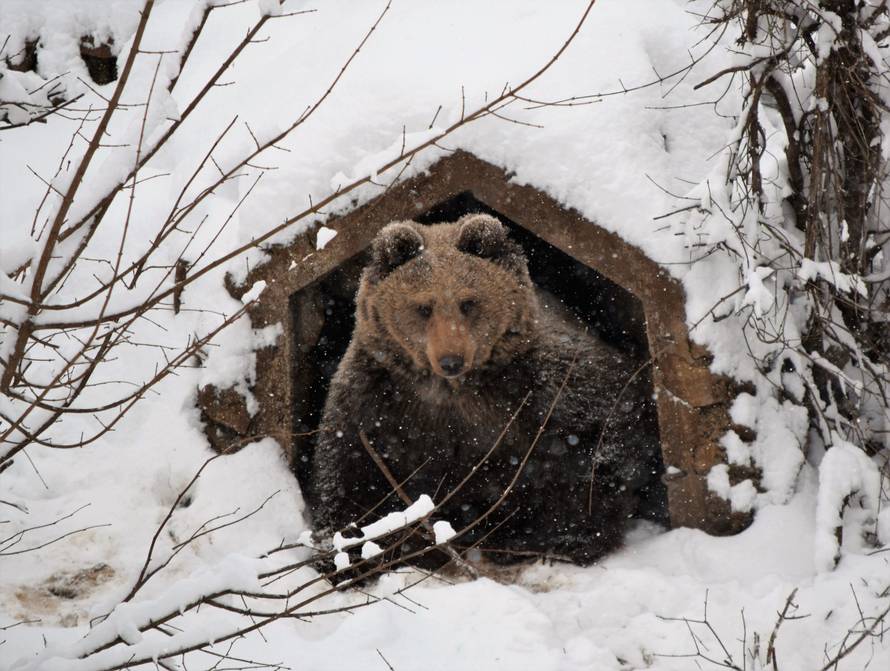 Idila u Kuterevu: Medvjedi jure van čim se pojavi zubato sunce