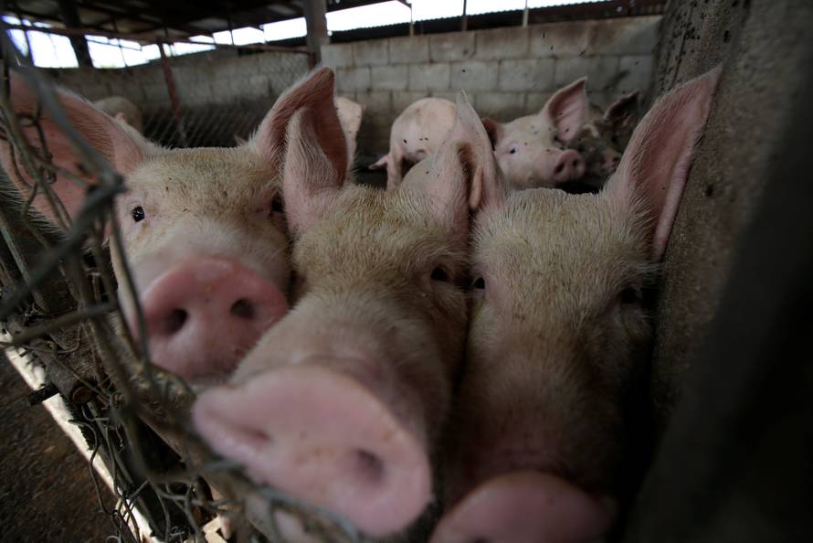 Pigs are pictured at a pig farm in Ciudad Juarez