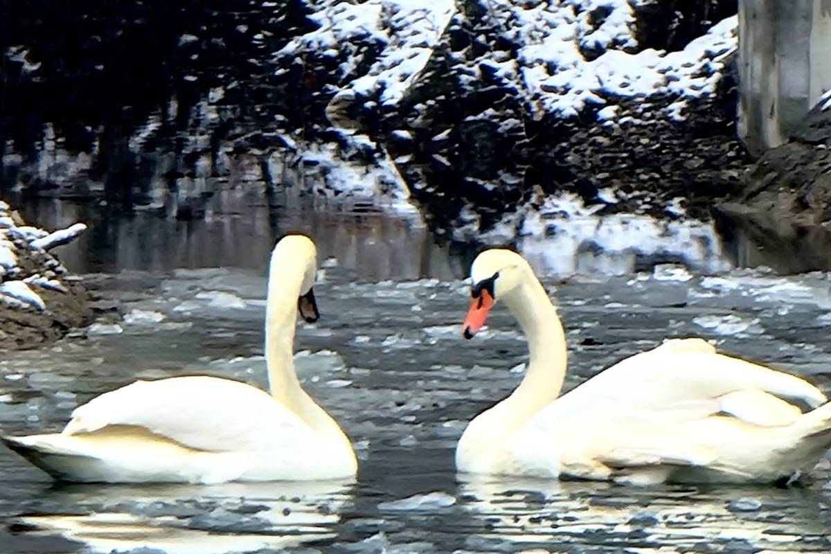 Maksimirsko jezero postalo je dom zaljubljenim labudovima