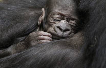 Beba gorile stara tek pet dana blaženo zaspala u krilu majke 