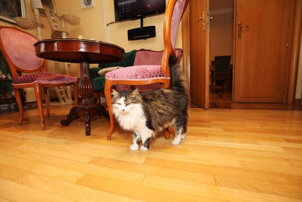 Miško ostaje prvi mačak Grada Rijeke i tijekom mandata Ive Rinčić