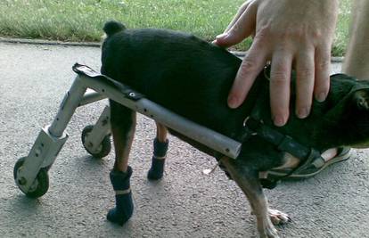 Vlasnik napravio kolica za psa s nepokretnim nogama