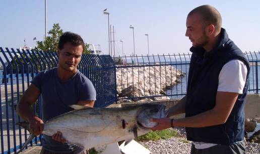 Ulovio je grabežljivu licu bjelicu tešku 25 kilograma