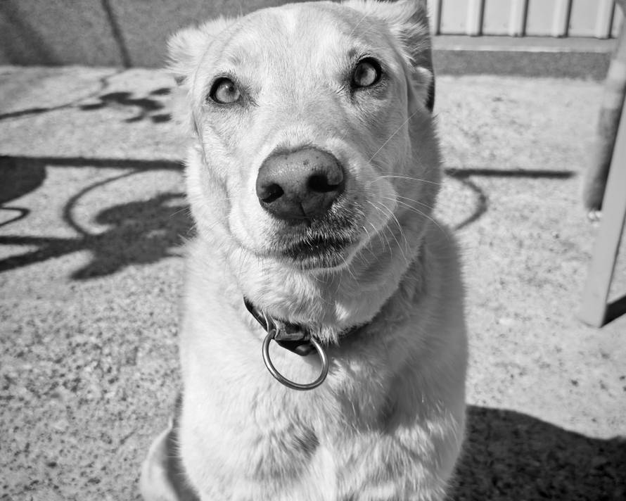 Isprobali smo Honor Magic V5: Nevjerojatno tanak i moćan