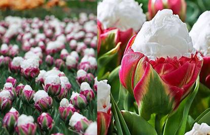 Tulipan koji oblikom podsjeća na sladoled novi je cvjetni hit!