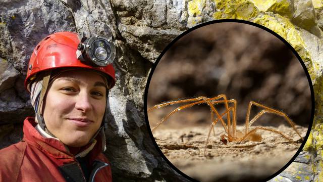 Novi predator: 'Otkrila sam pauka za kojeg svijet ne zna...'