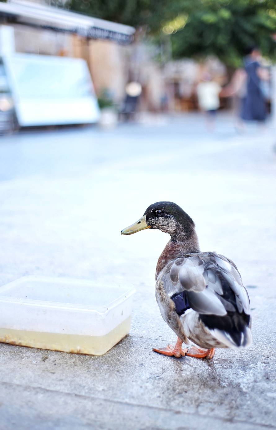 Uginuo je patak Mirko koji je živio u Komiži na otoku Visu. Bio je jedan od simbola otoka