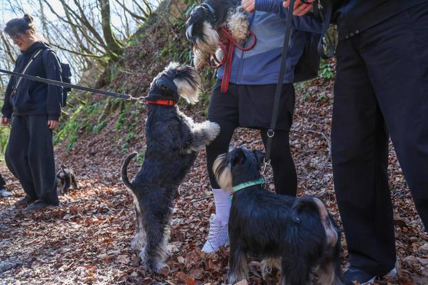 Žumberak: U organizaciji Miniature Schnauzers Croatia održano je druženje patuljastih šnaucera