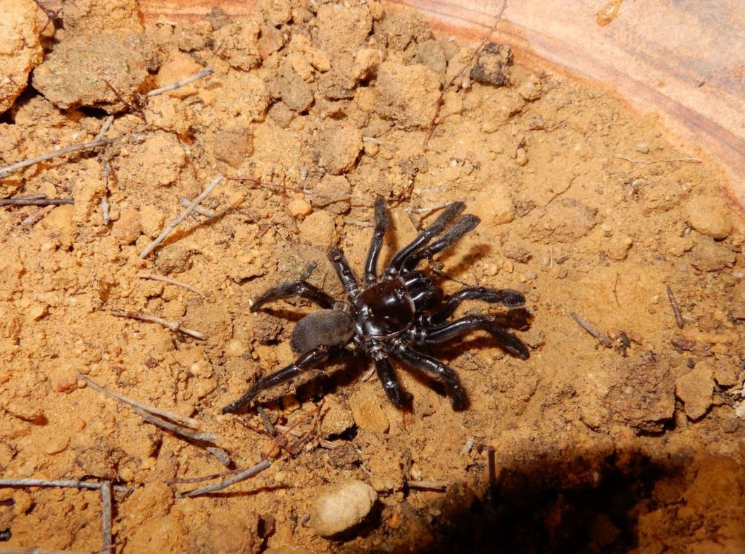 Bila je legenda: Neobičan život  najstarijeg pauka na svijetu...