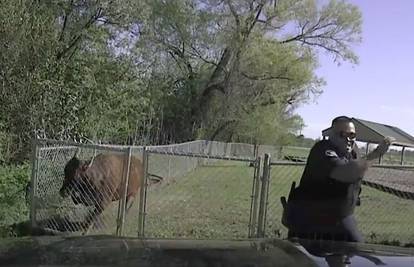 'Kravlje ludilo': Policajac jedva izbjegao napad podivljale krave