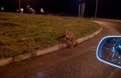 Gost u kružnom toku: Lija nije znala kojim će putem krenuti