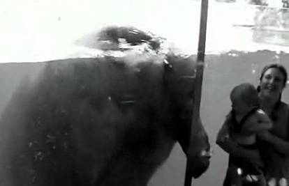 Nilski konj obavio nuždu "u lice" familiji u zoo-u