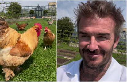 VIDEO Beckham ima novi hobi: Postao je farmer i uzgaja kokoši