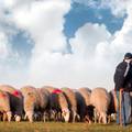 U Španjolskoj drastičan pad proizvodnje janjetine: 'Nema pastira, nudim i 2000 eura...'