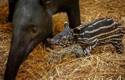 Prinova u belgijskom ZOO-u: Rodila se beba najvećeg tapira!