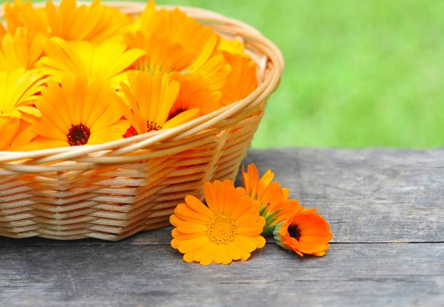 Fresh calendula flowers are in a basket on wooden table