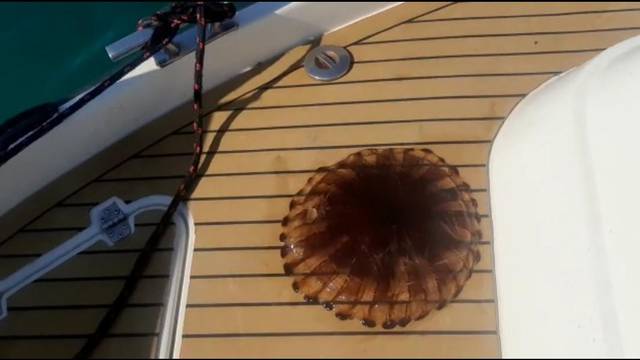 VIDEO Ulovio je opasnu kompas meduzu u moru u Puli: 'Mogu biti opasne, nemojte ih dirati'