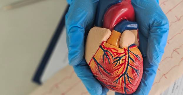 Doctor holds an anatomical model of the heart