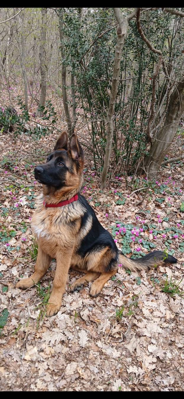 SUPER FOTKE vaših ljubimaca! Neki bi mogli biti viralni hit, ali svi su jednostavno neodoljivi