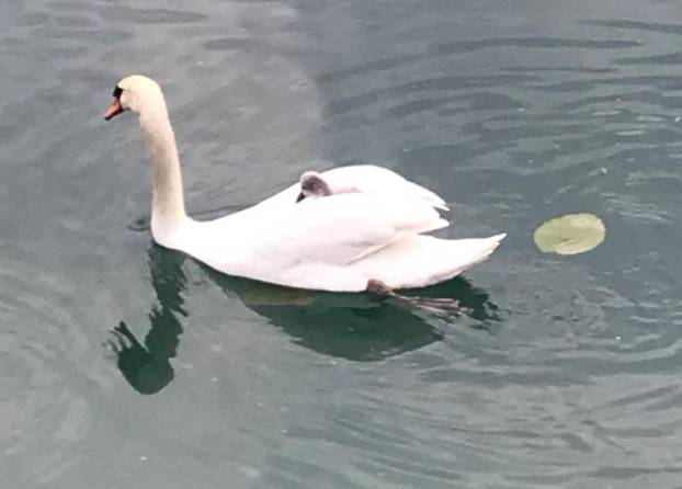 FOTO Labud express: Na Jarunu se uvalio majci na leđa i uživa