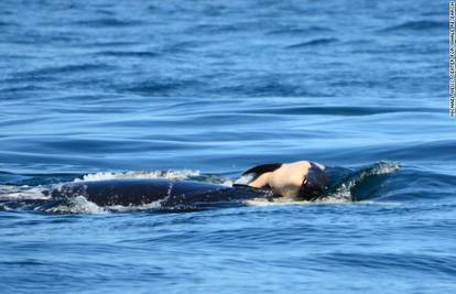 Za plakanje: Kit ubojica je dva dana gurao truplo mladunčeta