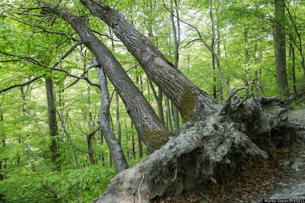 Zagreb: Tri tjedna nakon razorne oluje na Sljemenu i dalje vidljive posljedice 