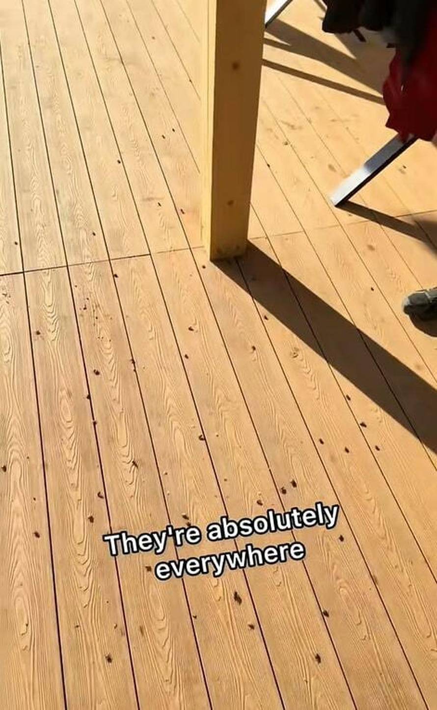 Amerikanac koji uređuje kuću u Zagorju u problemima: 'Oni su doslovno posvuda, usmrde sve'